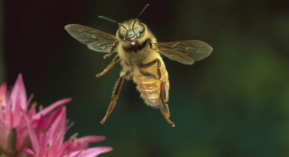 Honeybee,  © Michael Durham / Minden Pictures