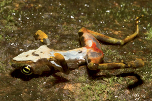 Frog with Chytrid Fungus, © Brian Gratwicke
