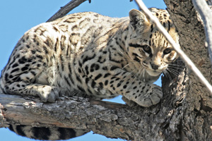 Ocelot, © Tony Battiste / Portraits in Nature