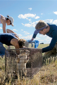 Prairie Dog Relocation, Photo: Lacy Gray / Defenders of Wildlife