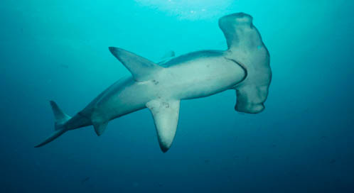 Hammerhead Shark, © Tui De Roy / Minden Pictures