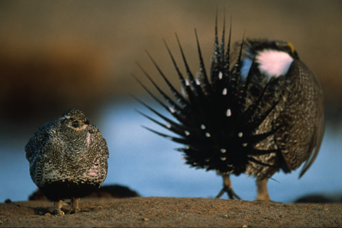 Sage grouse, © Joel Sartore/joelsartore.com