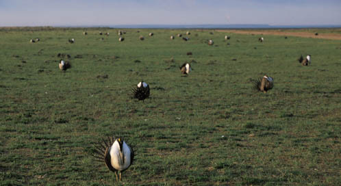 Sage grouse, © Joel Sartore/joelsartore.com