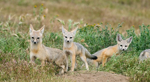 San Joaquin Kit Fox, © Kevin Schaefer / Minden Pictures