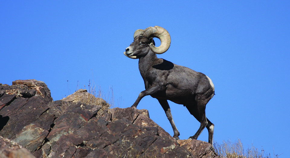 Bighorn Sheep, © Magnus Kjaergaard/Creative Commons