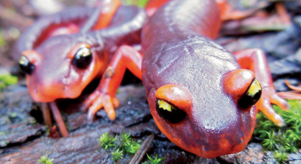 Ensatina salamander, © Tiffany Yap