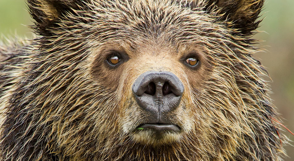 Grizzly Bear, © Tom Mangelsen