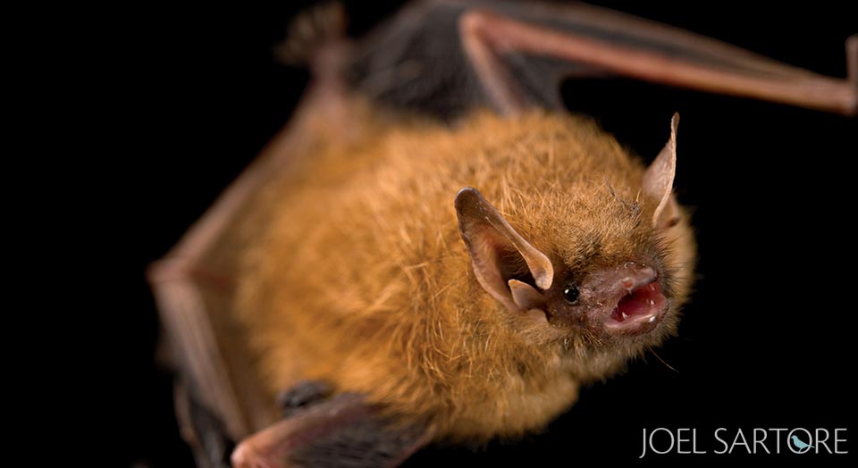 Tricolored bat, © Joel Sartore/National Geographic Photo Ark