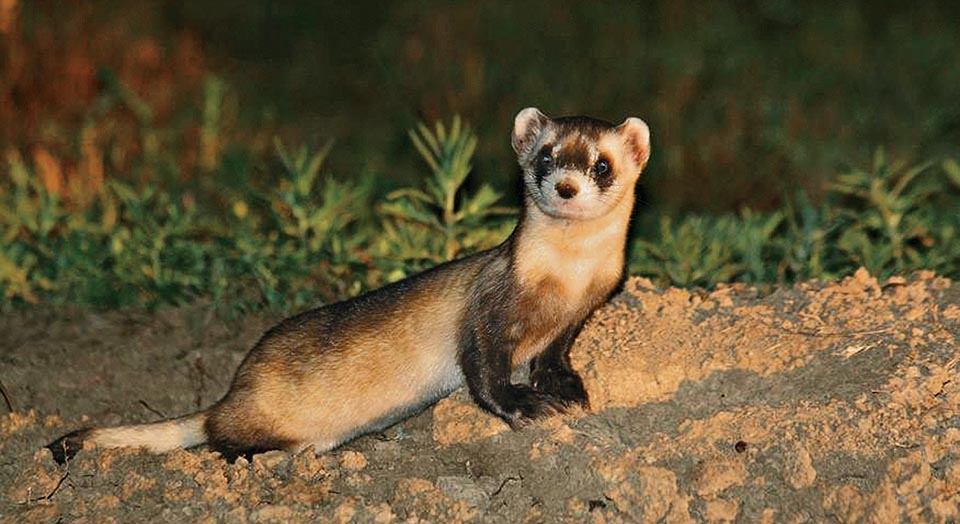 Four Ferrets in Their Wild Habitat Carry-All Pouch by mario's