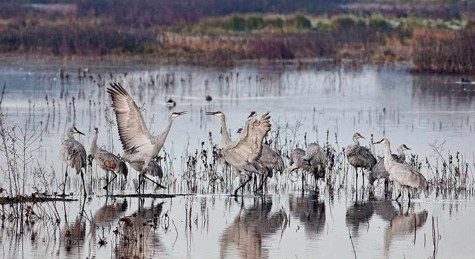 California Birds, Bob Wick/BLM