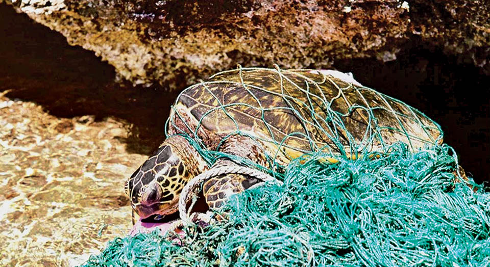 Sea Turtle, NOAA