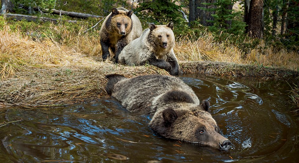 Grizzly Bears, Photo: Michael Nichols/Ronan Donovan/National Park Service/National Geographic Creative