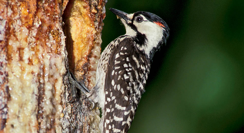 Image result for red cockaded woodpecker