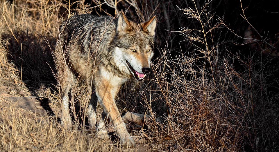 Wolf, Photo credit:  © Larry Lamsa (captive)
