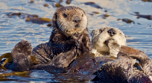 Worth Defending: California Sea Otter | Defenders of Wildlife