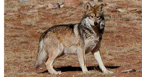 Mexican gray wolf, USFWS