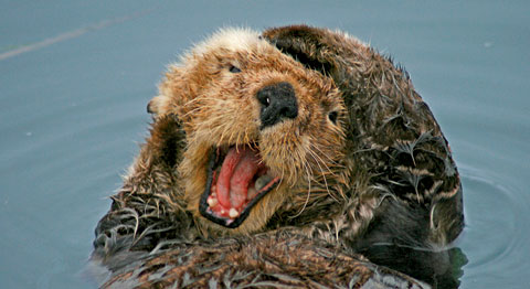 Sea otter, © Ryan M. Vickers