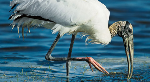 Wood stork, © Yva Momatiuk and John Eastcott / Minden Pictures