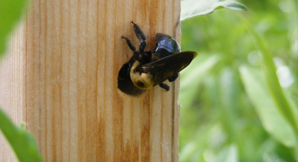 Carpenter Bee © Helena Jacoba / Flickr