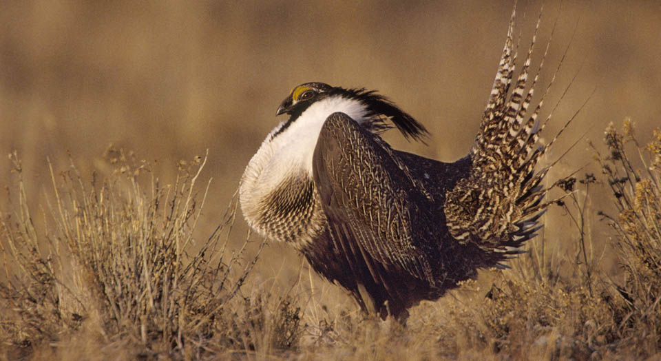 Gunnison sage-grouse,  © Joel Sartore