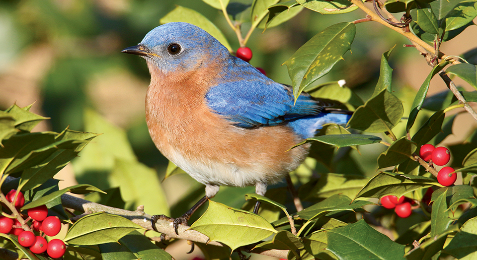 Eastern Bluebird, © Steve Byland/Adobe Stock
