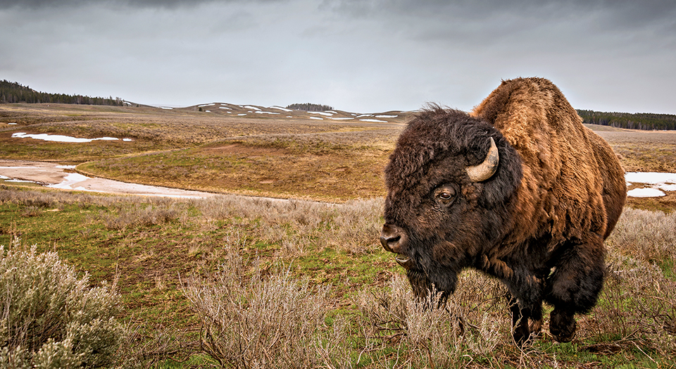 Bison, © Jim Shane