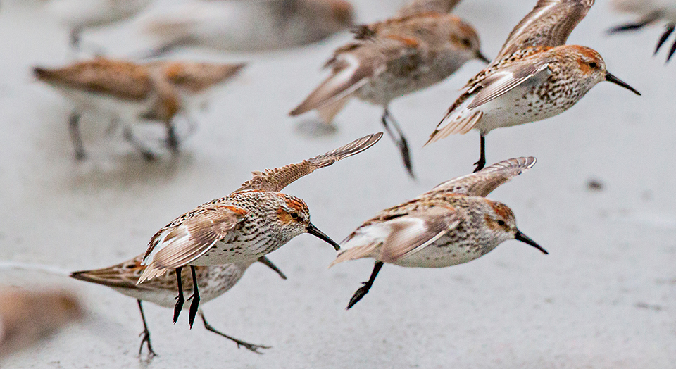 Western Sandpiper, © David Shaw