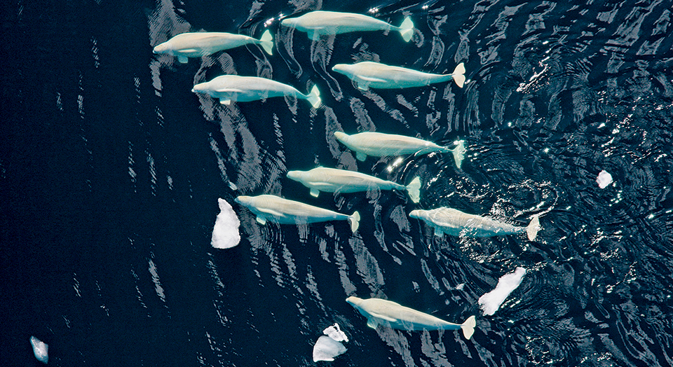 Beluga Whales, Laura Morse/NOAA