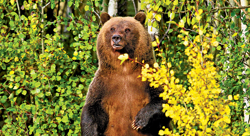 Grizzly Bear, © Bill Keeting