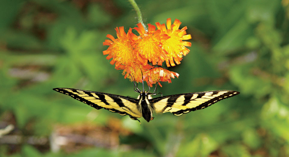 Butterfly, © Karen Anderson
