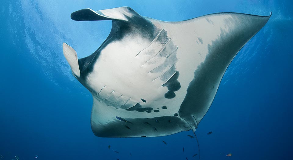 manta ray size