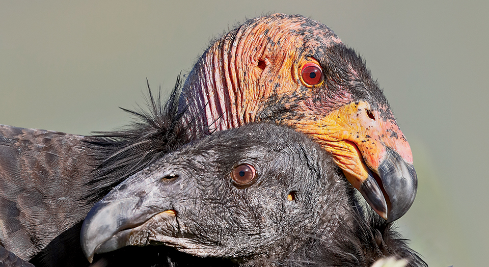 Worth Defending California Condor Defenders of Wildlife