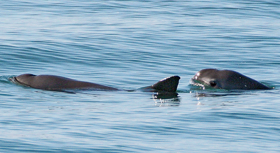 Vaquitas, © Paula Olsen/NOAA