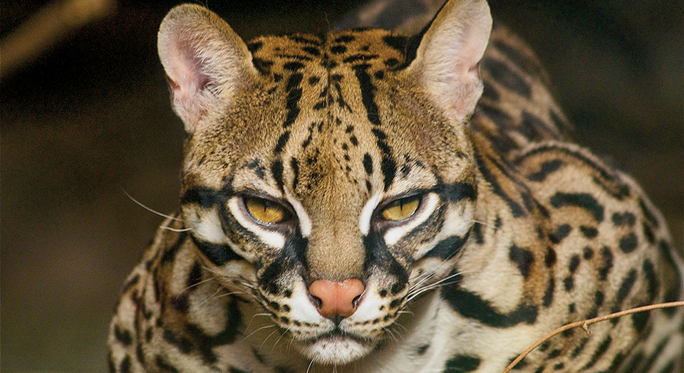 Ocelot (captive) © Ucumari Photography/Flickr