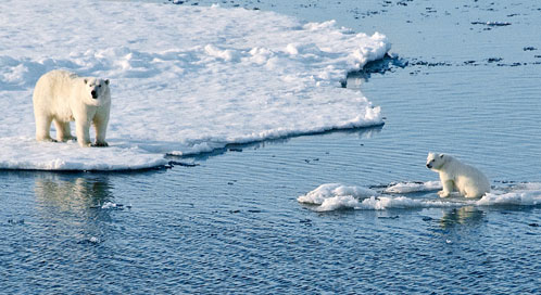 Image result for polar bear on melting ice cap