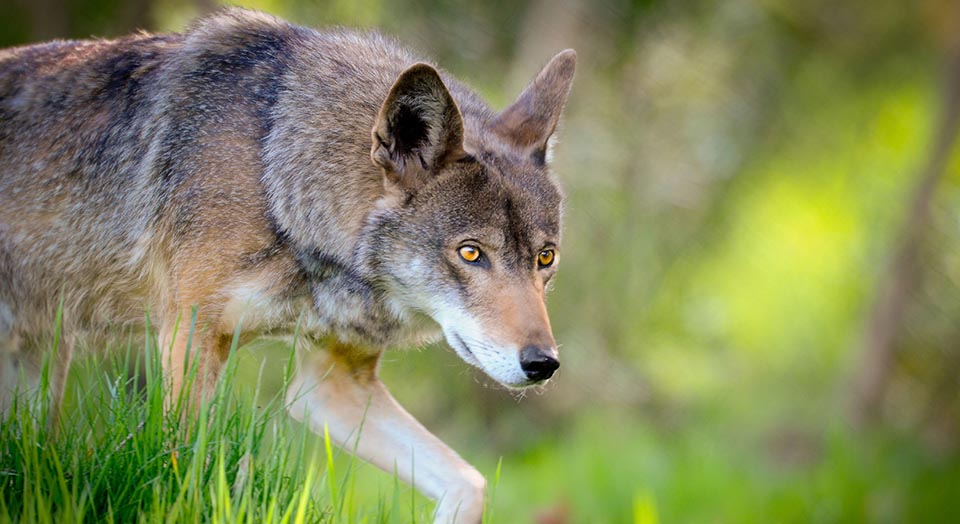 Red Wolf, © Seth Bynum