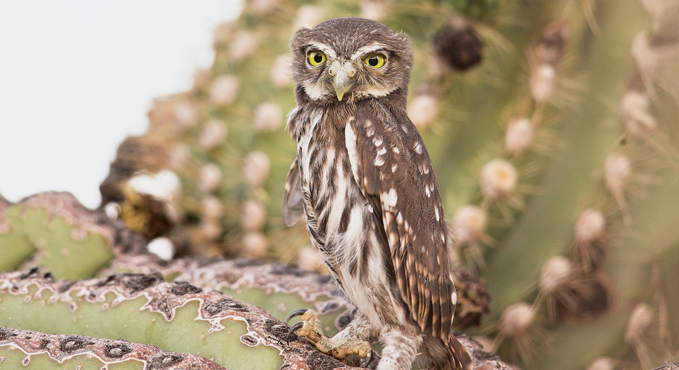 Cactus Ferruginous Pygmy Owl, © P. Bannick/Vireo