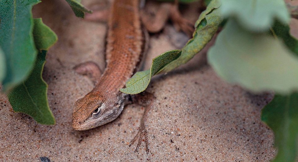 Dunes Sagebrush Lizard, Photo: USFWS