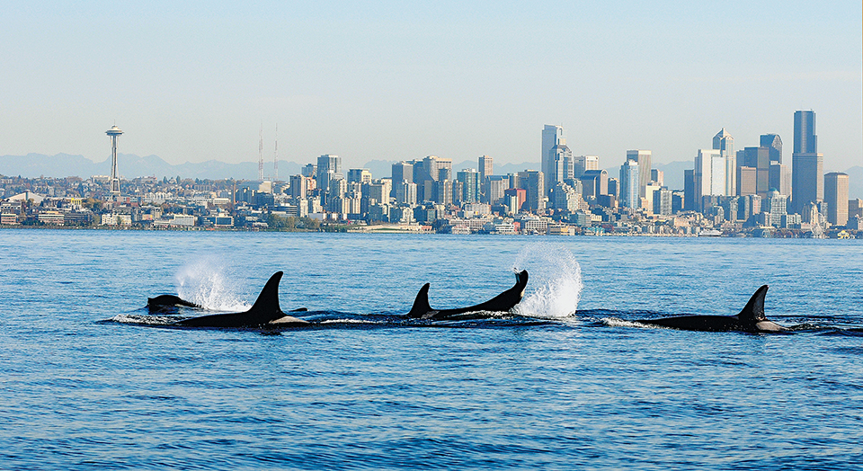 Orcas, Photo: NOAA Fisheries/Candice Emmons
