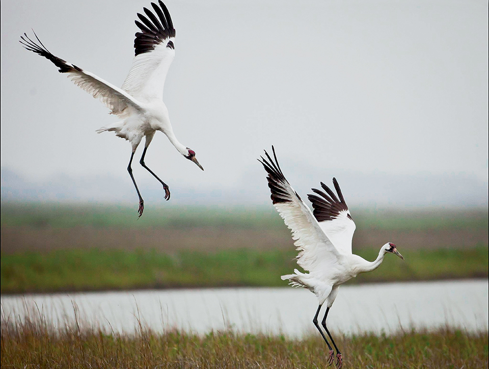 Photo Credit: USFWS