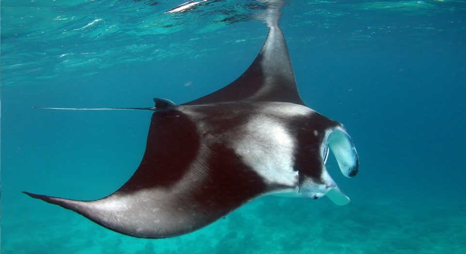 XV. Rayas de Agua Dulce (Potamotrygonidae) de Suramerica Parte II