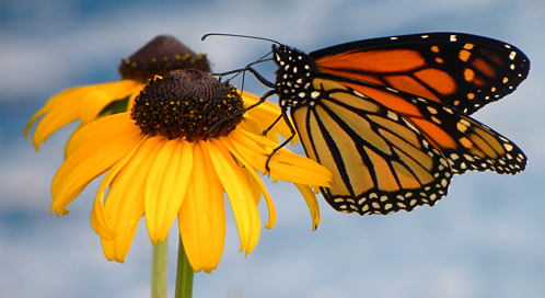 Basic Facts About Butterflies Defenders of Wildlife