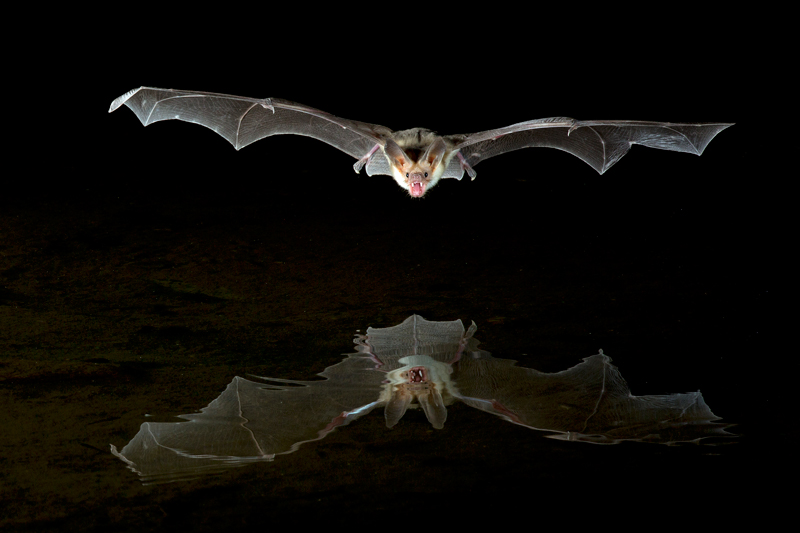 Pallid bat reflection, © William Pohley