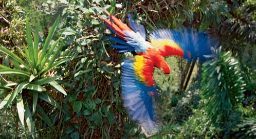Parrot, © Tui De Roi/Minden Pictures