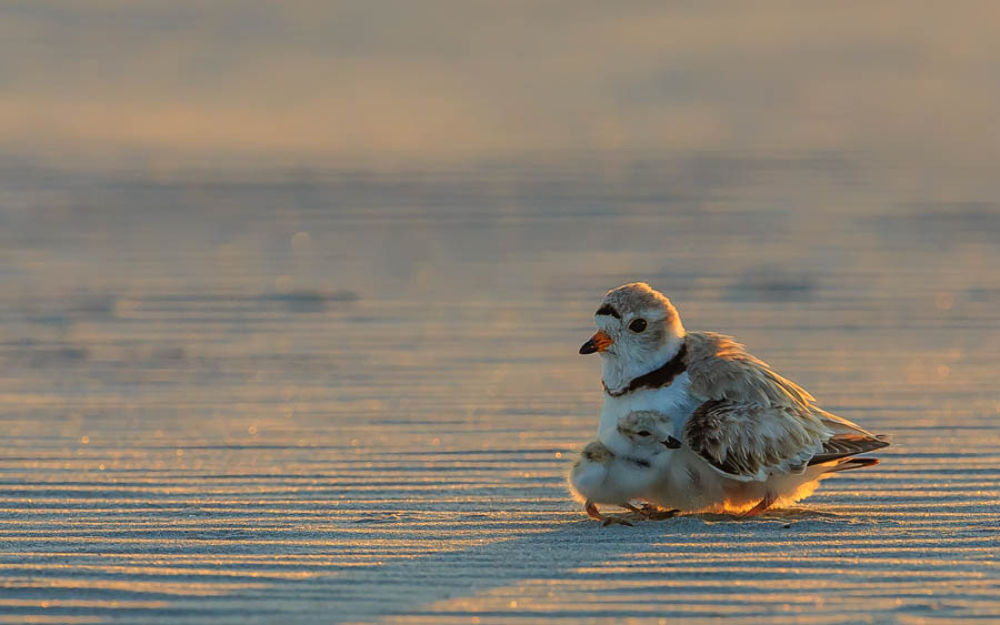 Piping plover, © Raj Das