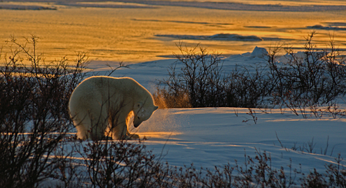 wildlife refuge arctic national defenders polar