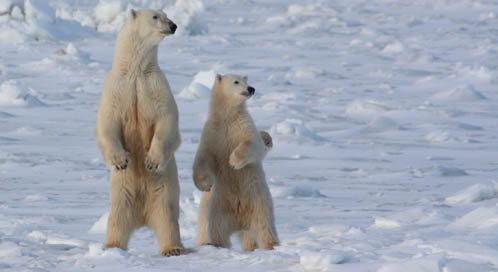 Fighting Drilling in the Arctic National Wildlife Refuge | Defenders of