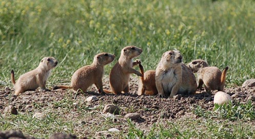 Prairie Dog Habitat Expanded | Defenders Of Wildlife