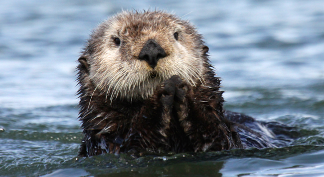 Sea Otter Awareness Week | Defenders of Wildlife