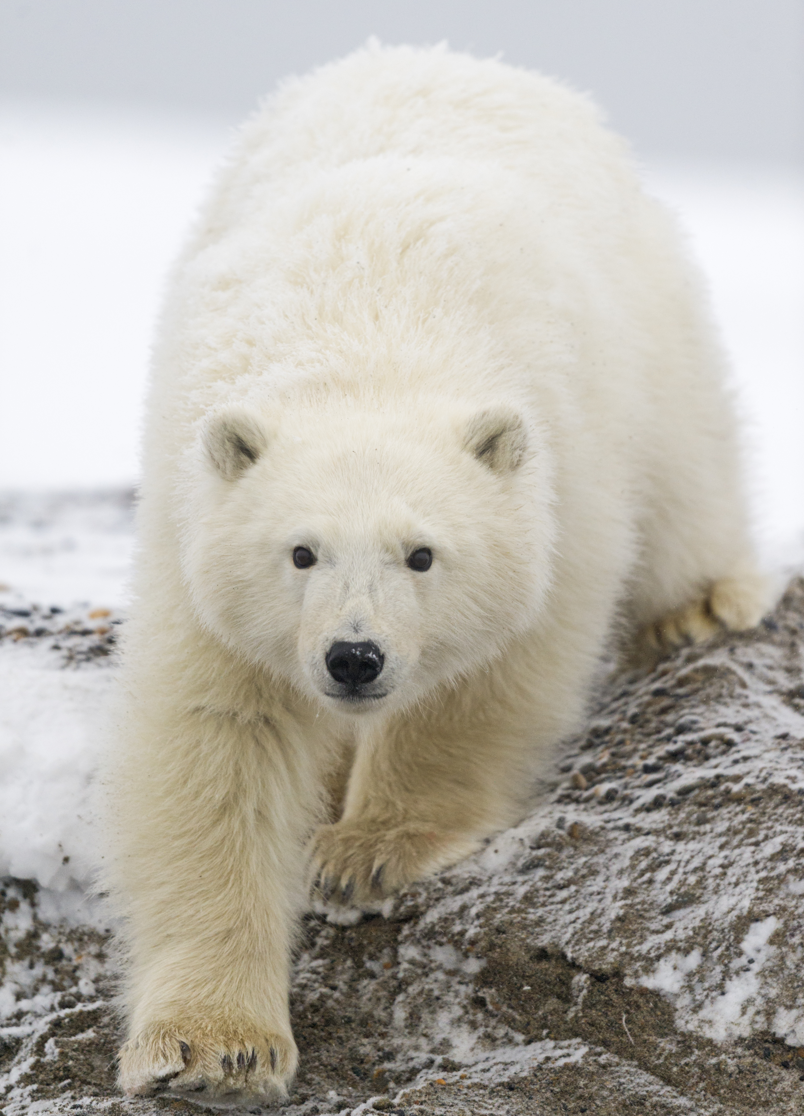 A young polar bear walks down the rocky coast towards the water in the Arctic National Wildlife Refuge, Alaska.